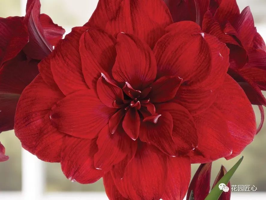 朱顶红为什么老是烂球,怎么才能让朱顶红不生小球