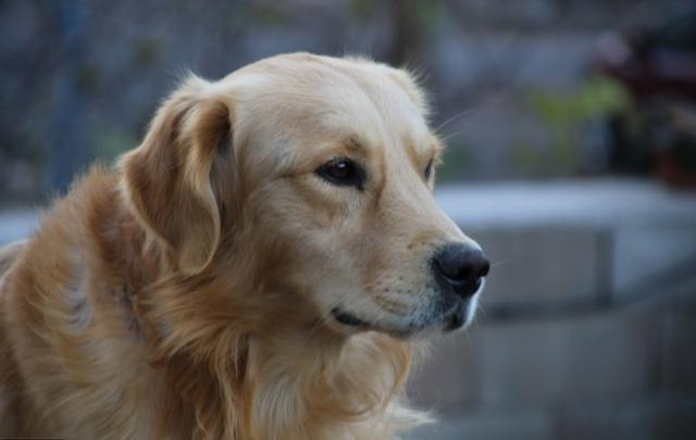 金毛丢失被找回,金毛丢失一年暴瘦后回家