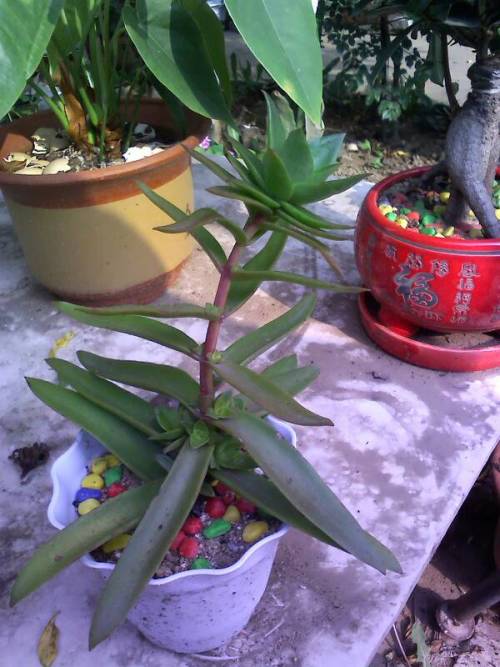 不易徒长易上色的阳台多肉,容易徒长的多肉有哪些