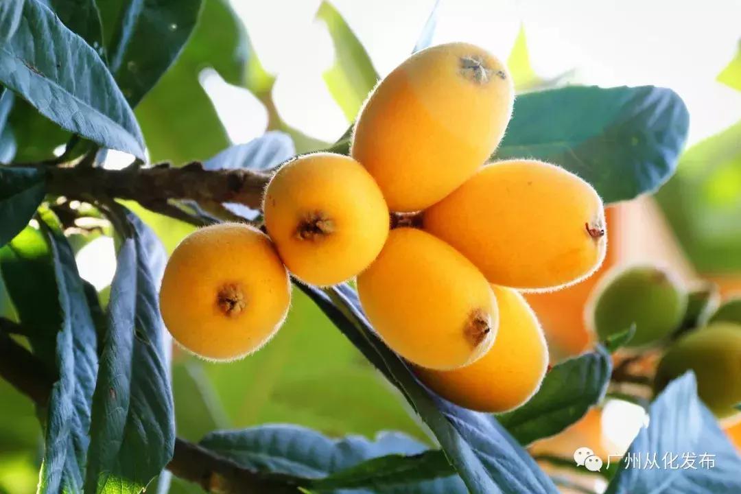 新鲜出炉！从化这两个地方入选“广东最美田园”！