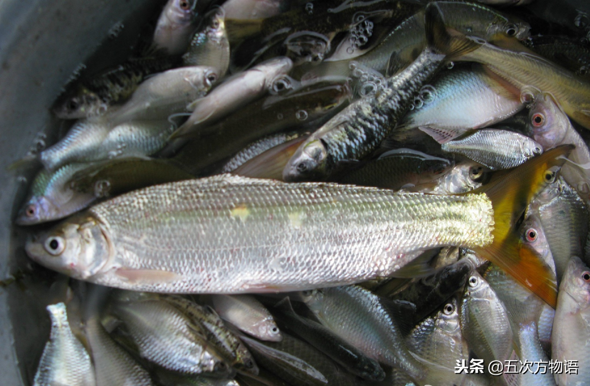 菜市场常见淡水鱼图鉴（鲤科篇）