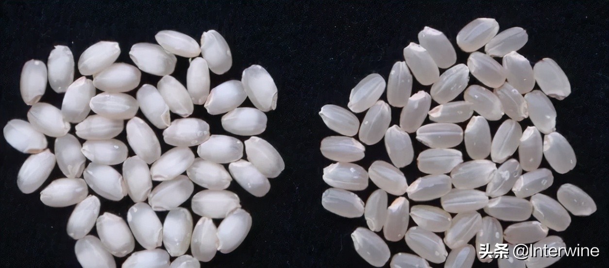 日本清酒与中国白酒,日本清酒是白酒吗