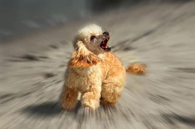 泰迪太护主,德牧犬和泰迪哪个好养