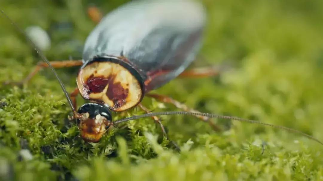 哪种蟑螂有药用价值,蟑螂药用价值是什么
