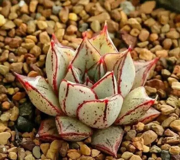 多肉早安图片大全,多肉大全100图