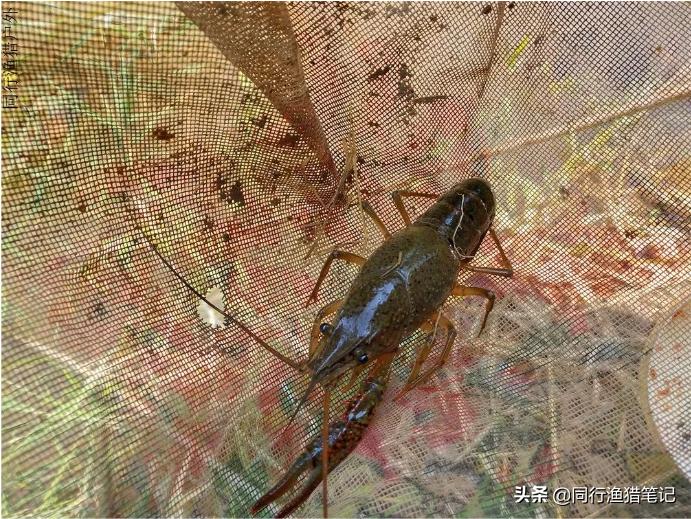 钓鱼无口怎么办教你一招,钓鱼有鱼不开口怎么钓