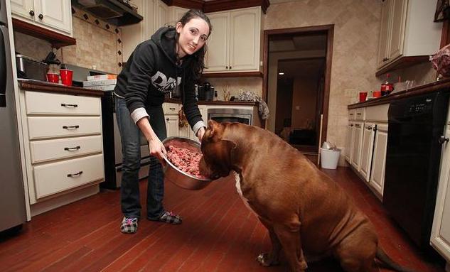 狗狗千万不能常吃鸡肝,狗狗长期食用鸡肝