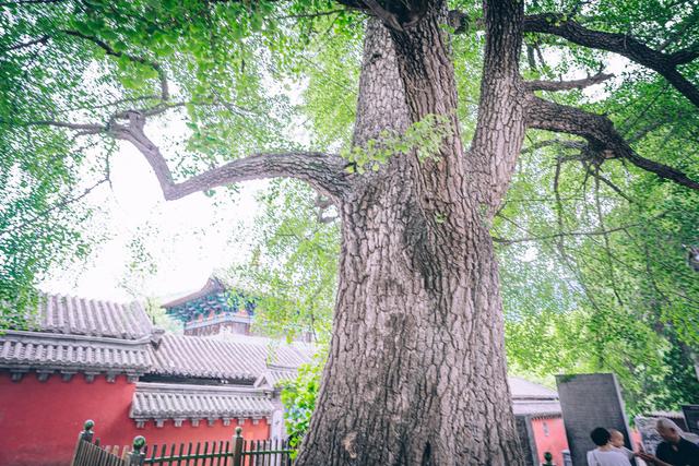 少林寺哪一种功夫比较出名,南少林寺出名还是北少林寺出名