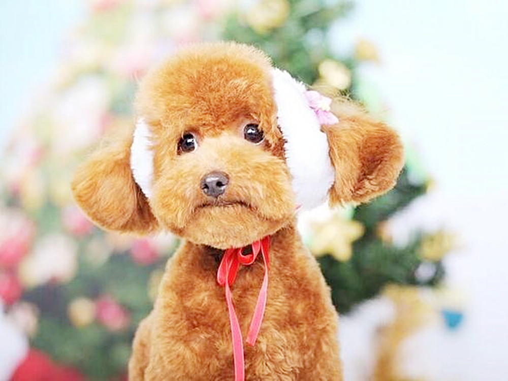 泰迪出现护食怎么办,泰迪常见问题及解决方案