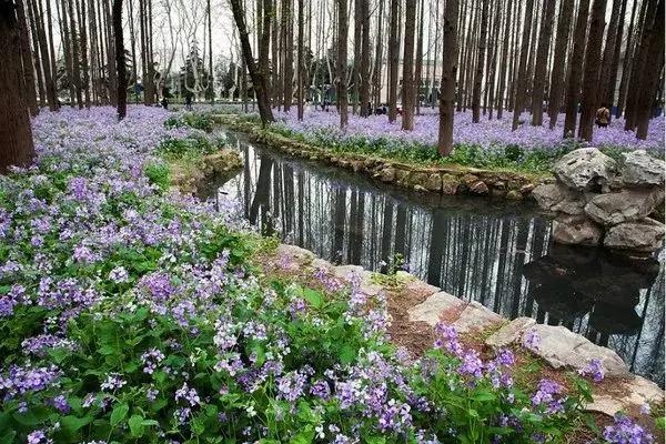 南京的春天,南京的春天视频
