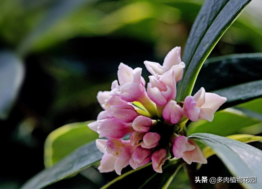 瑞香叶发黄掉叶是怎么回事,瑞香叶片很薄怎么回事