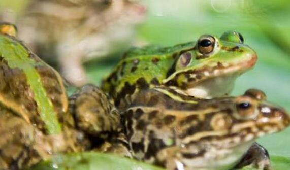 青蛙的正确喂养方法,青蛙蝌蚪如何喂养