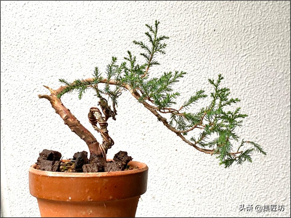 真柏出现针叶干枯失去光泽,济州真柏针叶发白不绿干瘪怎么办