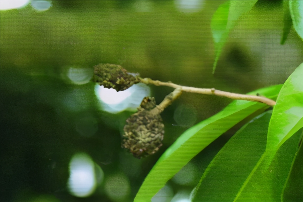 阴雨天荔枝大量落果怎么办,荔枝收成受什么因素影响