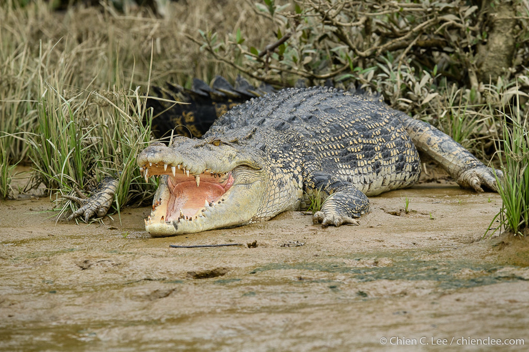 大白鲨和咸水鳄体型对比,大白鲨能在多深水游动