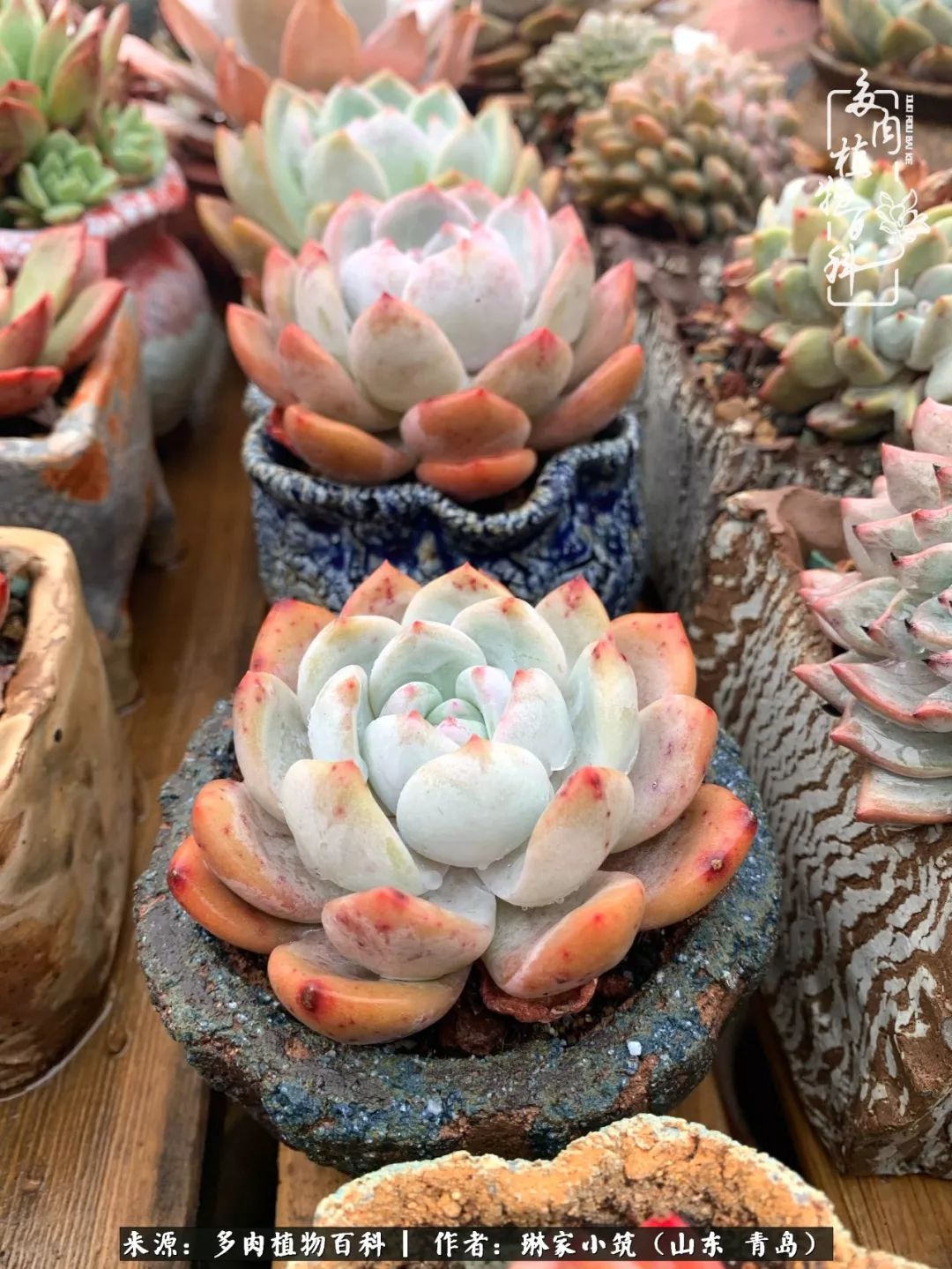 多肉冬季搬进屋里前需要浇水么,多肉过冬