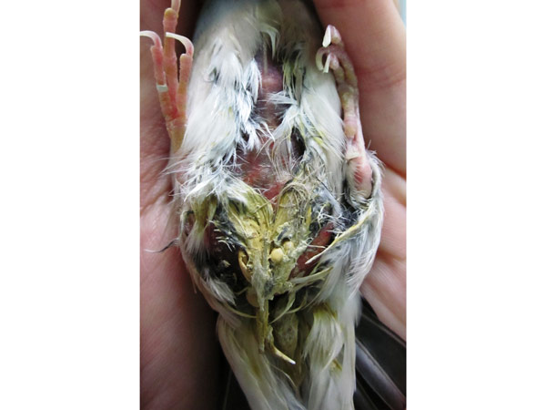 虎皮鹦鹉难产什么症状,虎皮鹦鹉死前的症状