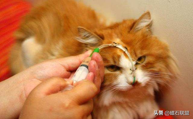 宠物生病怎么喂药呢视频,宠物生病给人吃什么药