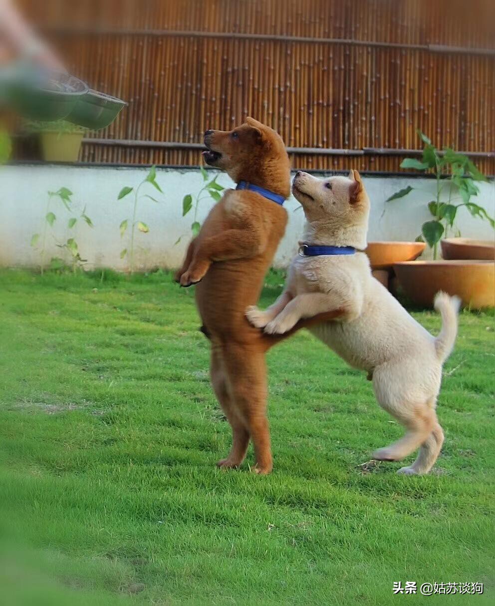 中华田园犬你真正了解过吗,中华田园犬到底多厉害