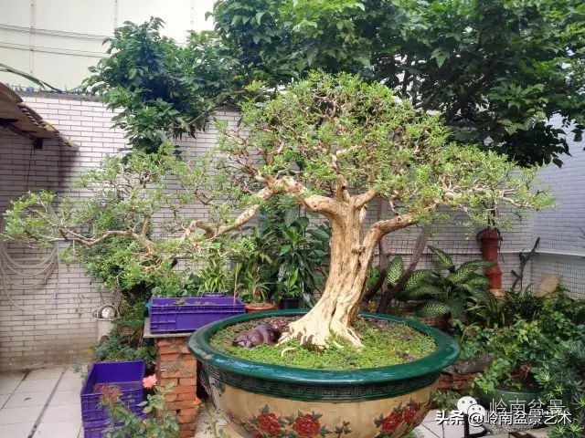 黄圃镇花店,花乡花卉绿植区