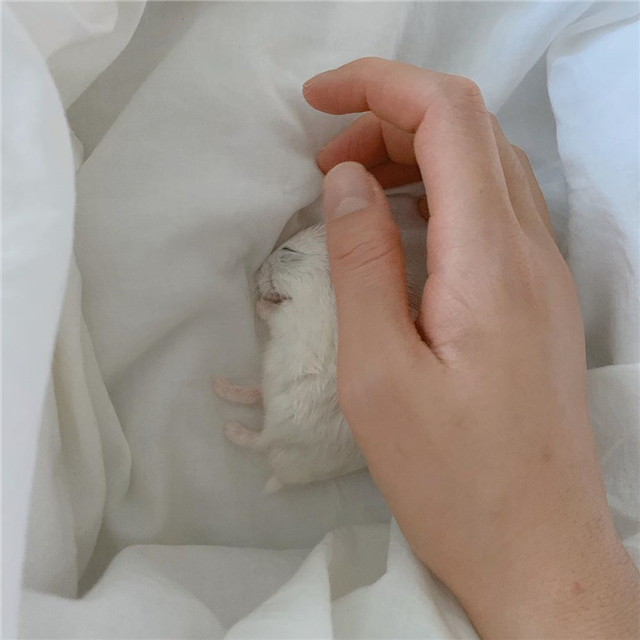 仓鼠怎么养它的寿命才会更长,仓鼠的寿命怎么保持