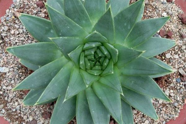 全世界最漂亮的芦荟,芦荟的植物简介