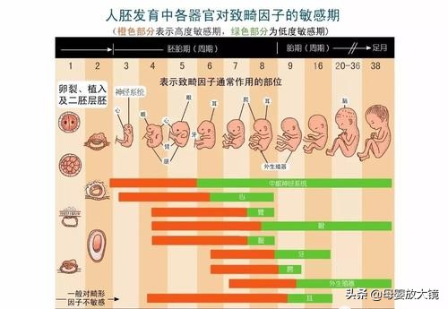 一张图了解孕期,一图看懂孕期食物