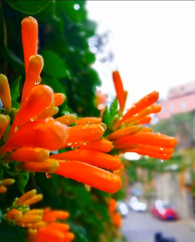 2020年新春《小年》题记