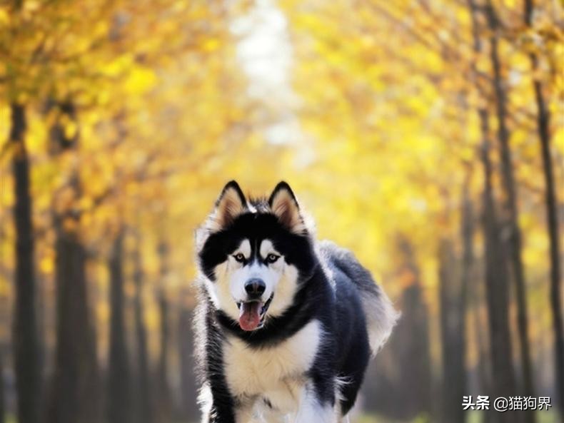 狗狗冬天在室外怕冷吗,狗狗冬天需要注意什么