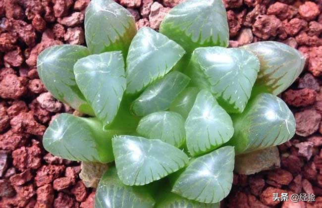 玉露的花语是什么意思,冰灯玉露的花语