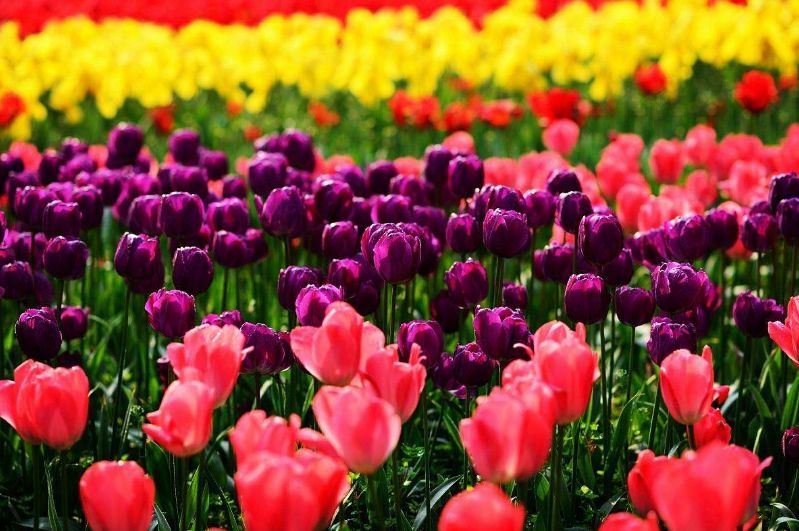 世界地图及各国国花,世界各国的国花完整版