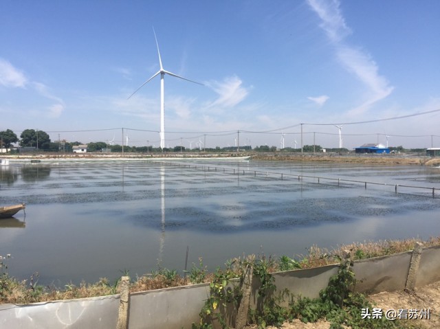 阳澄湖大闸蟹为什么能独占鳌头,阳澄湖大闸蟹上岸