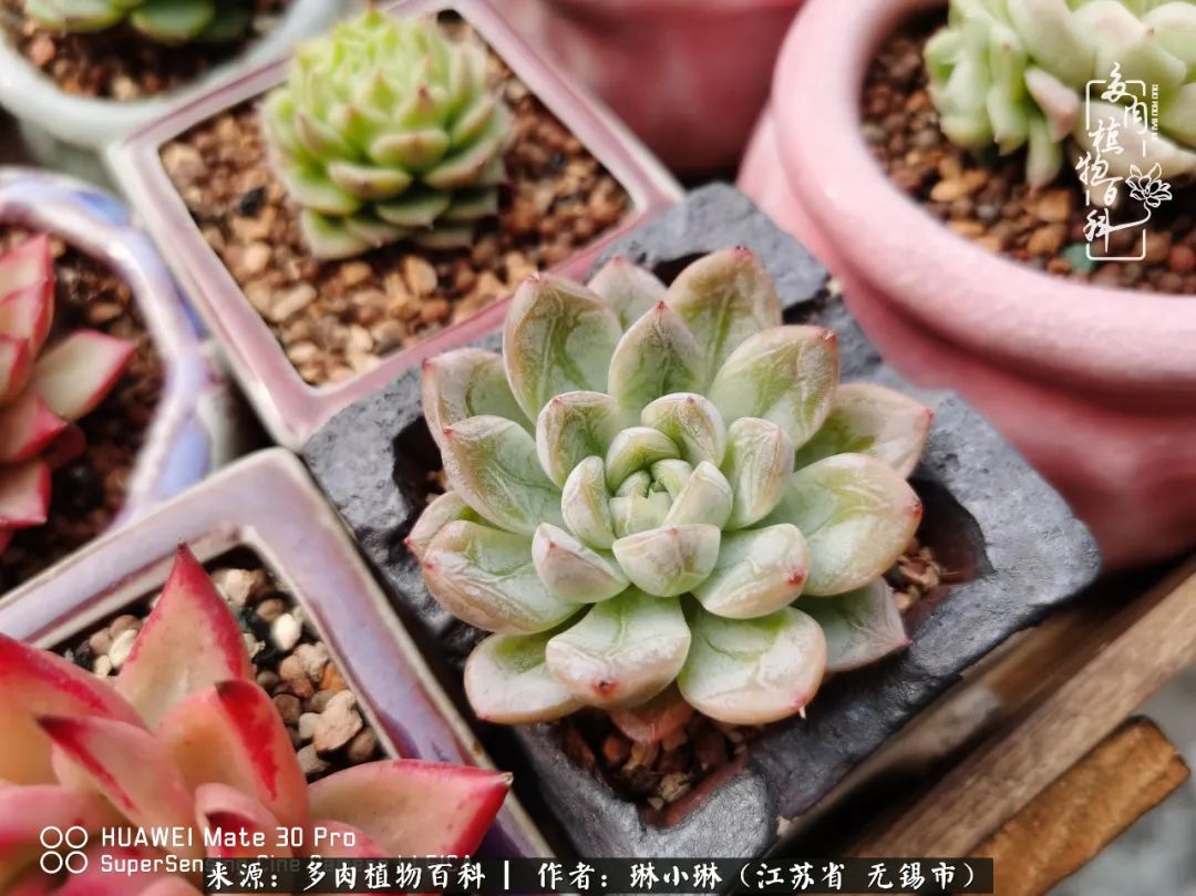 又到多肉变美时，一切都鼓励我积极向前