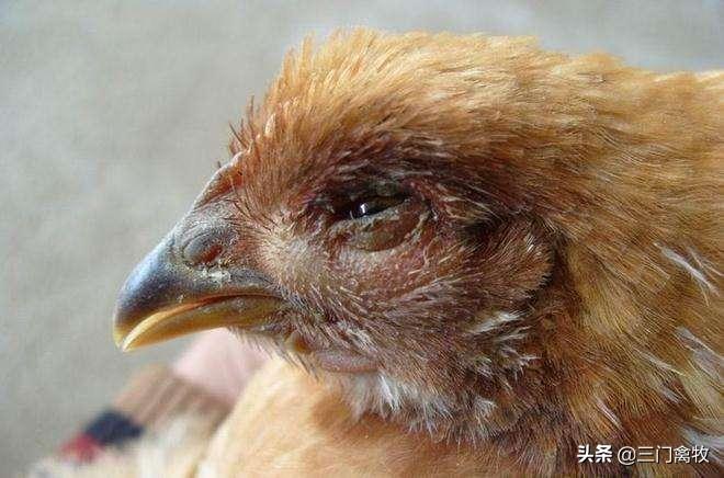 鸡张嘴呼吸还带有呼噜用什么药,鸡张嘴呼噜的特效药