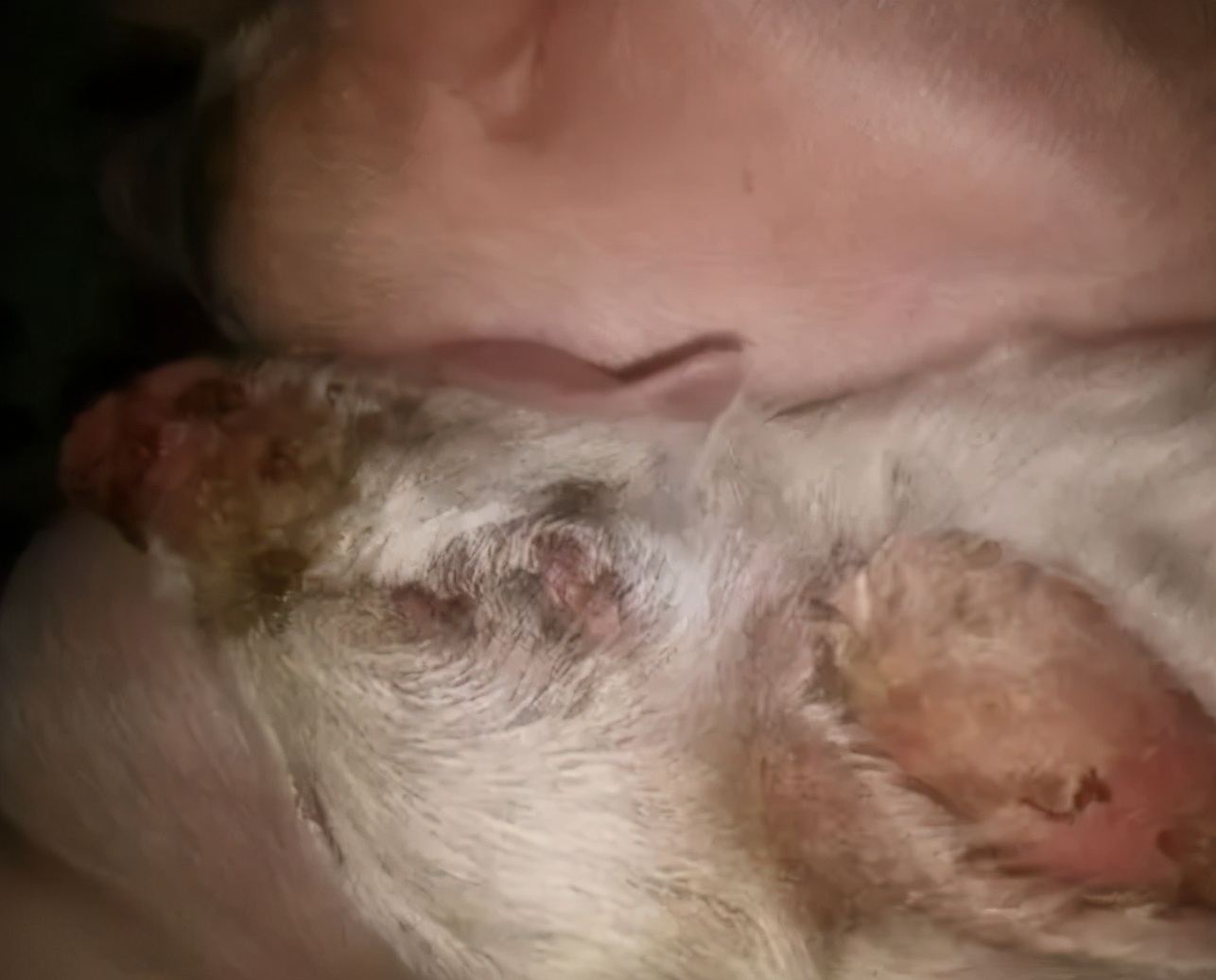 断奶仔猪身上有水泡破皮什么病,仔猪耳朵破皮结痂应怎么治疗