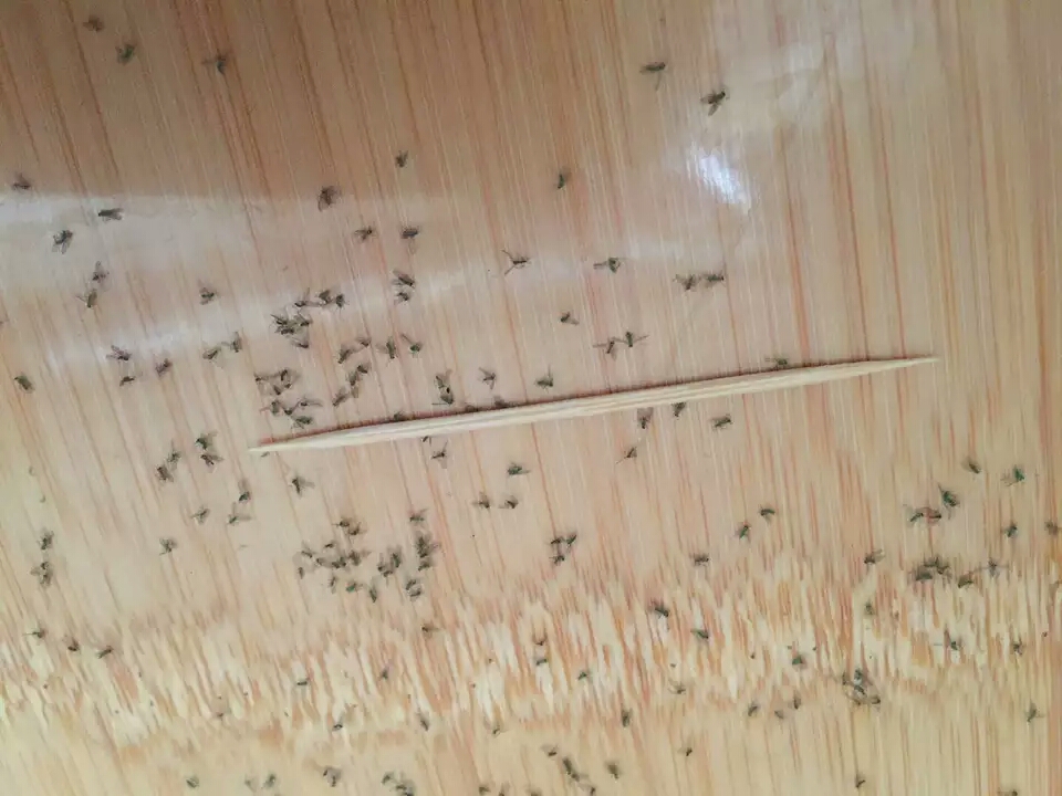 花盆里的小飞虫用什么办法能解决,花盆里有小飞虫怎么办快速解决