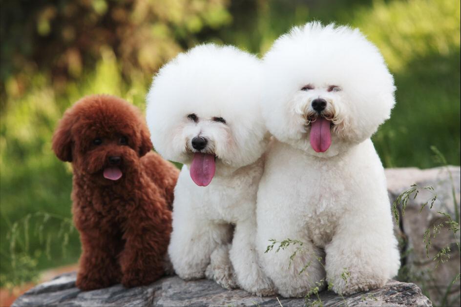 比熊犬多少斤算是标准体重,比熊犬的标准体重是多少