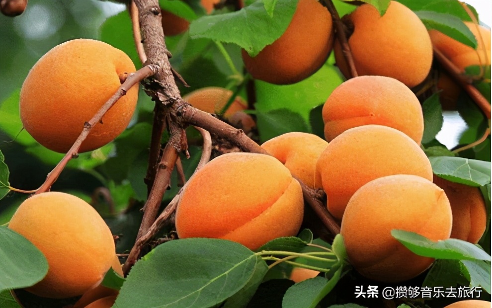 四川阿坝我的家乡,我的家乡汶川特色美景