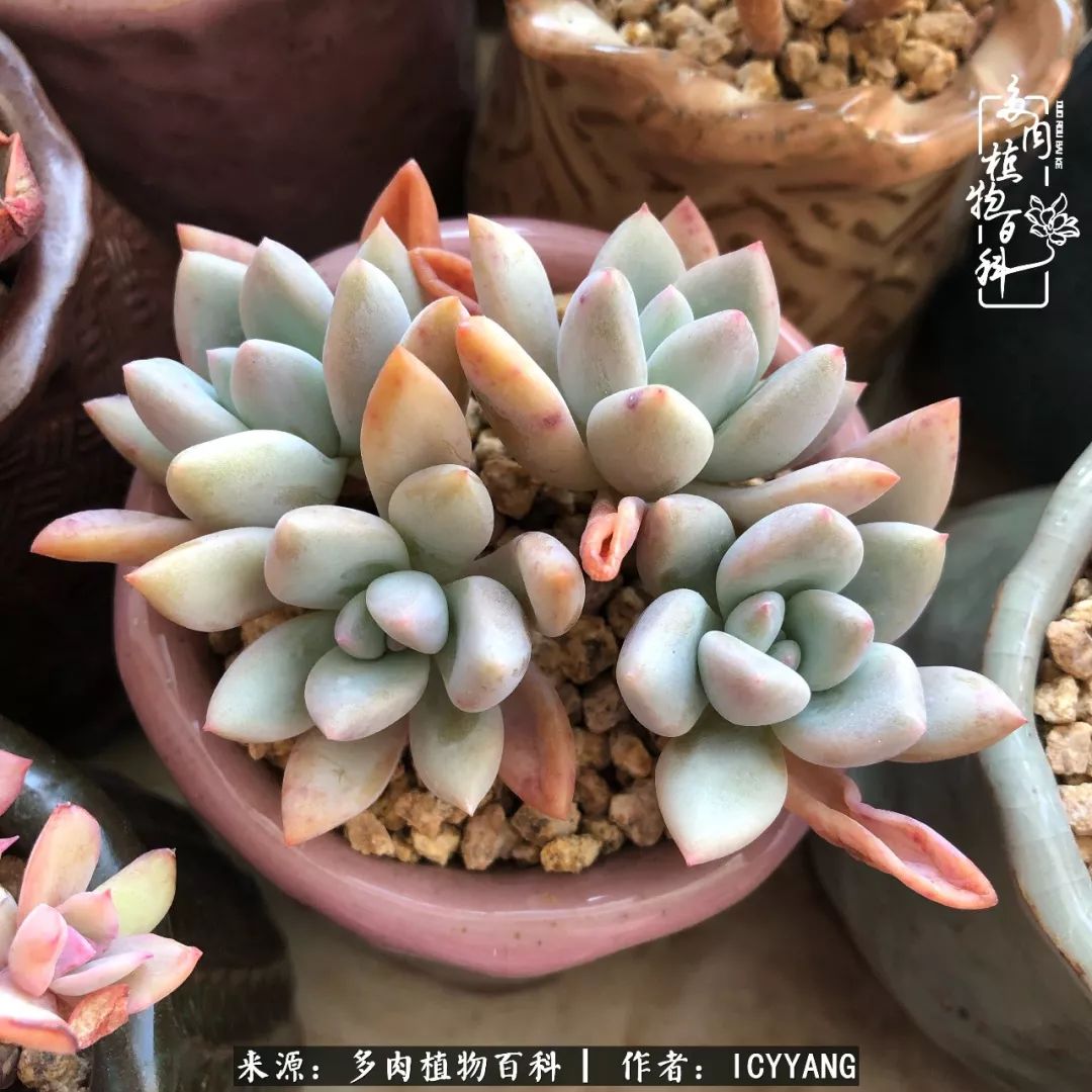 多肉隔着玻璃晒太阳效果好吗,隔着玻璃养的多肉照样长得好