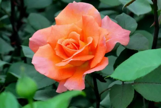 中国十大名花惊艳千年,中国十大名花美极了