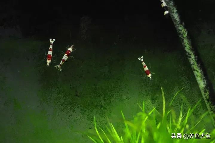 虾爆缸怎么办,极火虾怎么快速爆缸