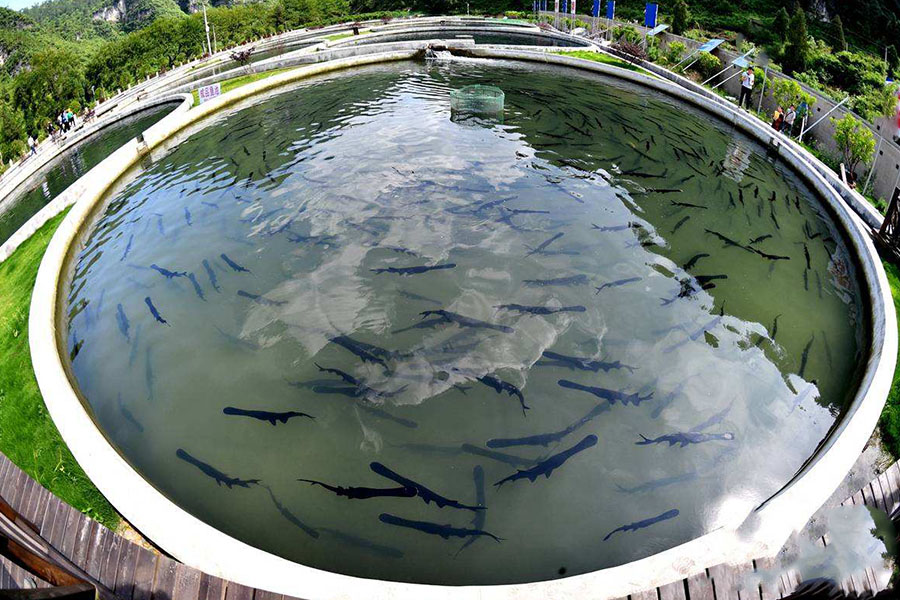 鲟鱼怎样养吃什么料,鲟鱼怎么喂养