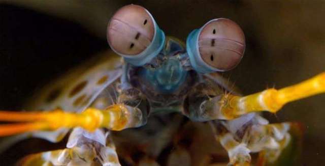 皮皮虾小朋友表情包,皮皮虾特别火的小孩子表情包