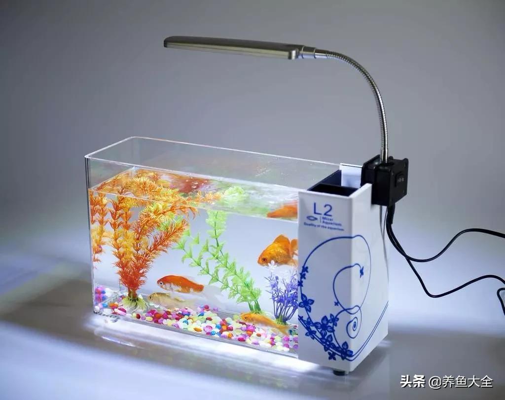 1米鱼缸适合养什么鱼,椭圆形鱼缸适合养的鱼