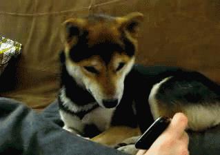 鑰佸璇磞ouareold,鑰佸璇翠綘鏄痮lddog