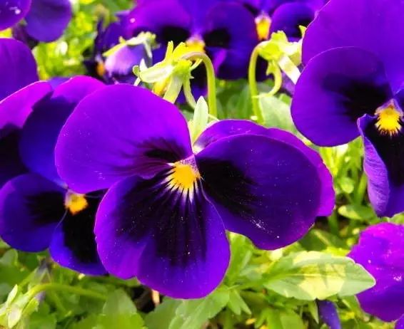 三色堇是一种花吗,鬼脸花三色堇