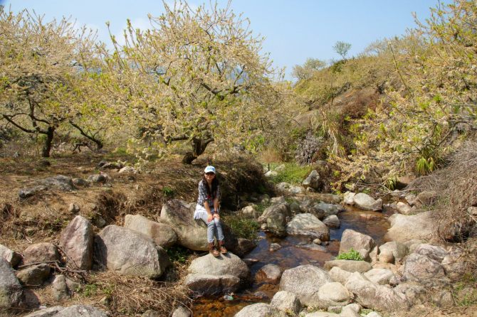 惠东梁化森林公园赏梅花,惠东梁化梅园照片