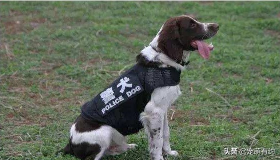缉毒犬史宾格图片高清大图,十大适合当警犬的犬排名史宾格犬
