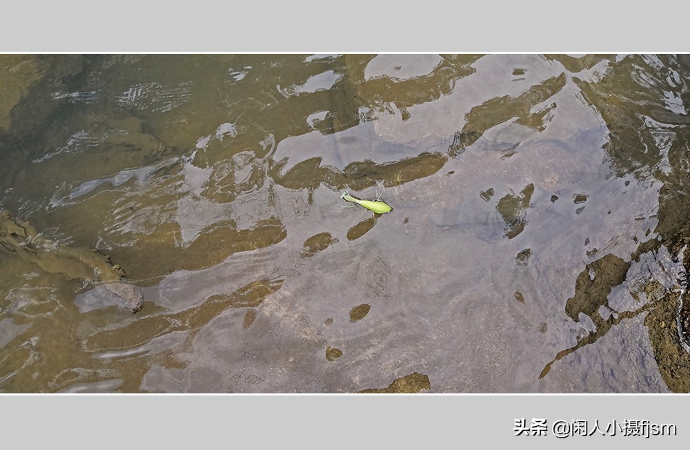 被铁线虫寄生了螳螂如何拯救,是不是每个螳螂都会被铁线虫寄生