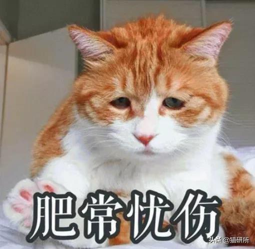 猫咪自发性膀胱炎可以吃止疼药么,猫咪急性膀胱炎可以吃什么药